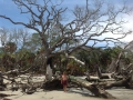 Hunting Island State park