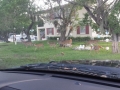 Big Pine & Endangered Key Deer