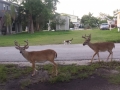 Big Pine more endangered key deer