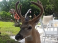 shy key deer